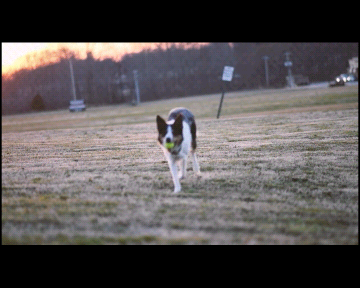dog running with effect
