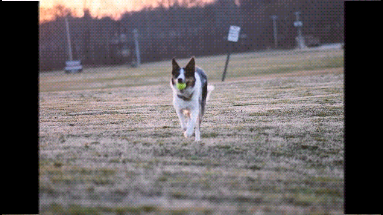 chien courant sous la foudre