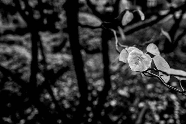 Black and white LUT filter for dramatic style.