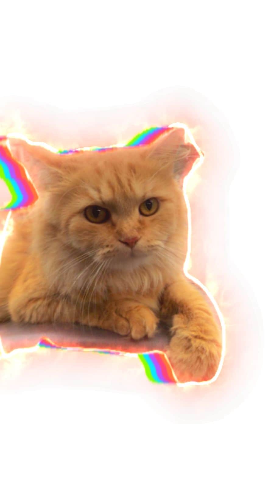 Filmora showing how to turn a photo into a sticker