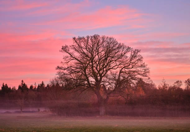 Pastel tone mist filter applied to lifestyle video.