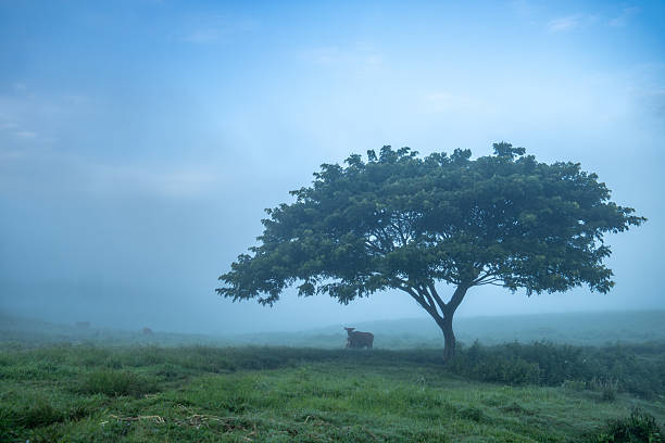 Low contrast filter for cinematic style.