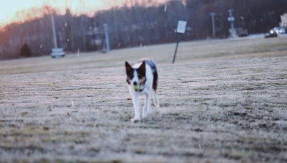 dog running silent snow filter