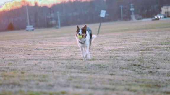 dog running wind song filter