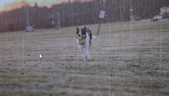 dog running rainy skies filter