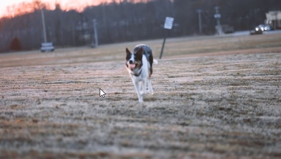 dog running beryl skies filter