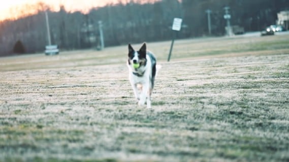 dog running zen garden filter