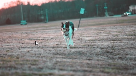 dog running coral green filter