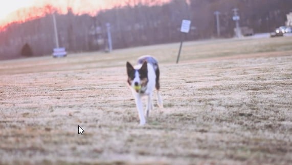 dog running pastel skies filter