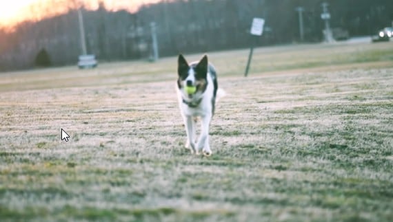 dog running calm breeze filter