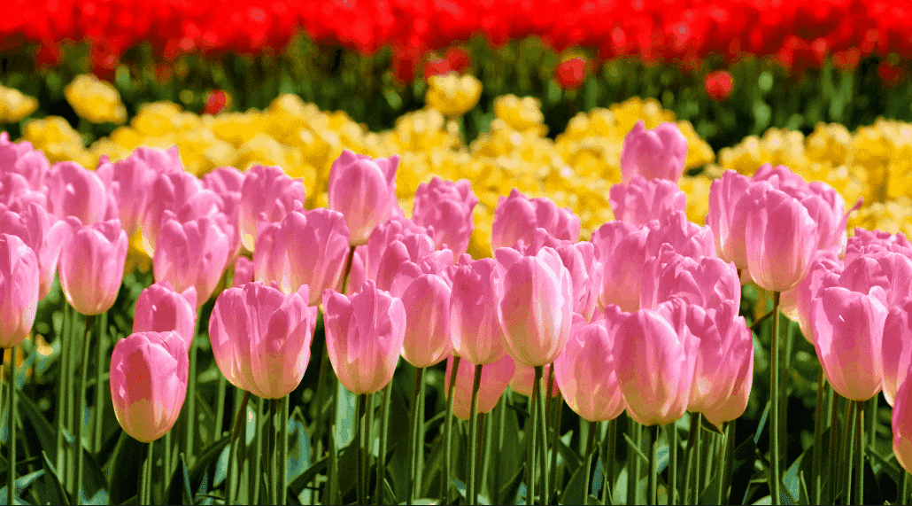 Landscape Video Filters in Filmora