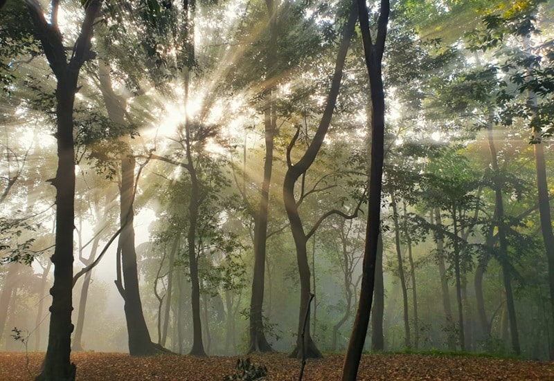 exemples de prompts ambiance forêt