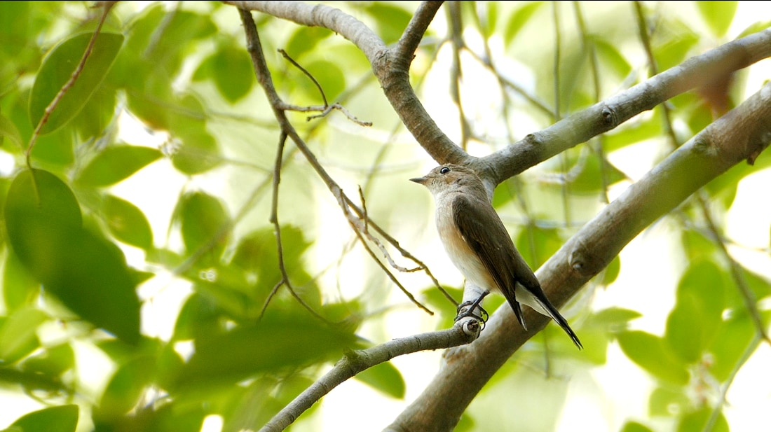 4k nature videos library