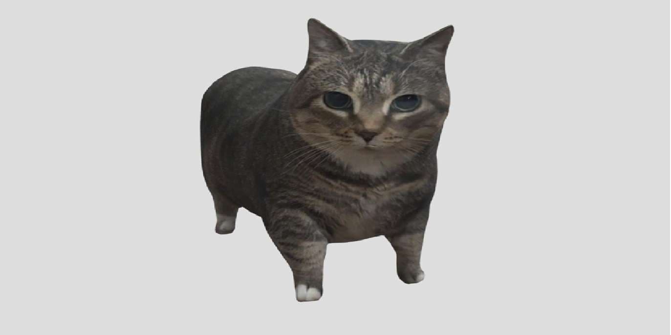 oiia cat gif sample