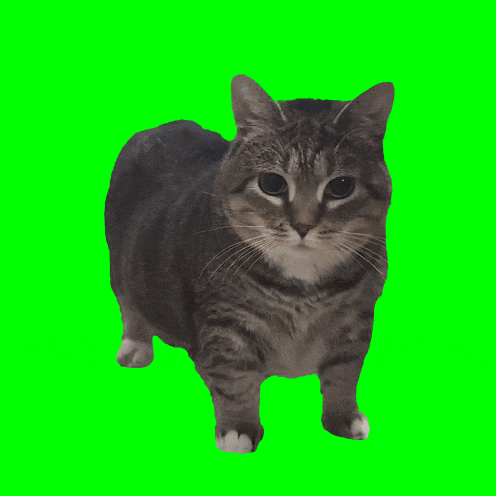 oiia cat banner