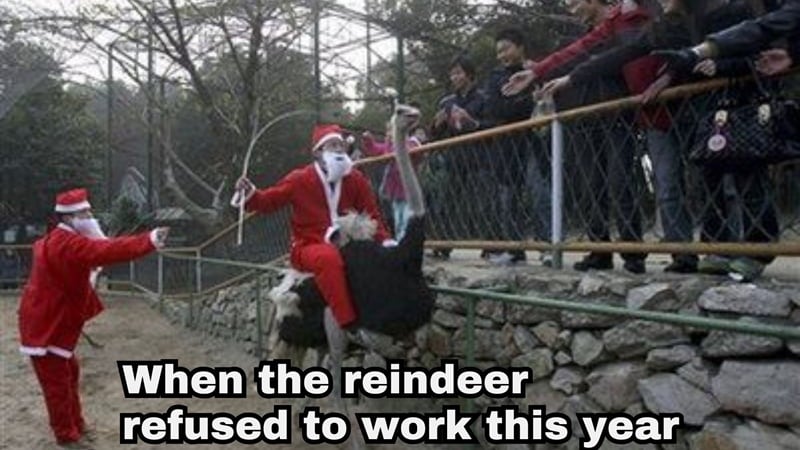 santa claus meme using ostrich