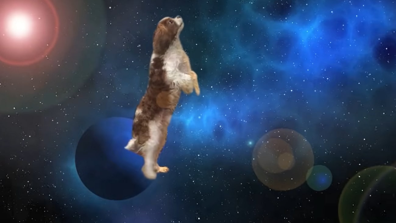 apollo the dog shooting star meme creator