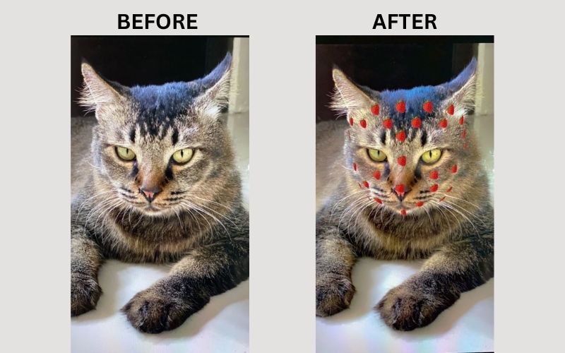 strawberry filter on a cat