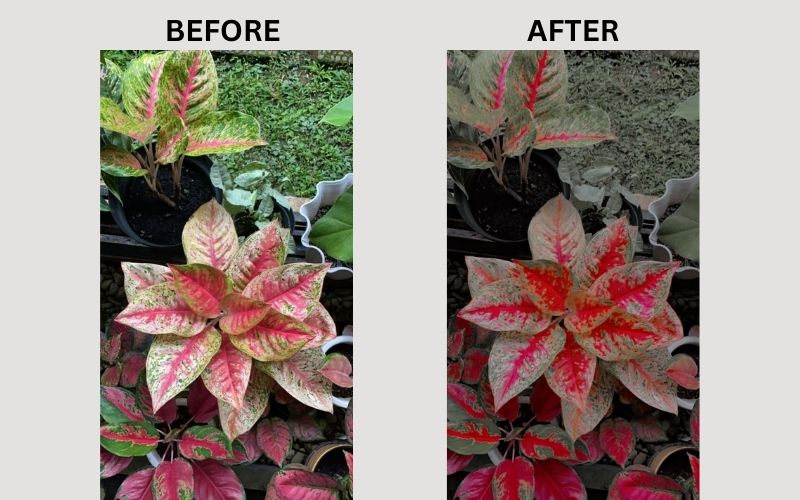 strawberry filter on plants