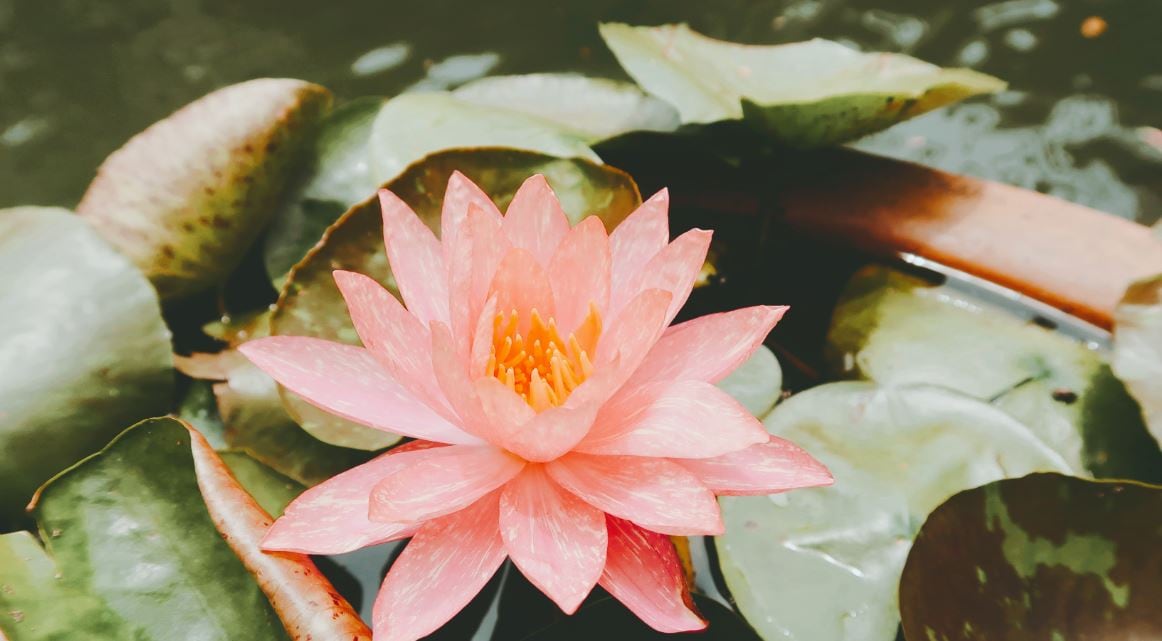 oriental orange green filter