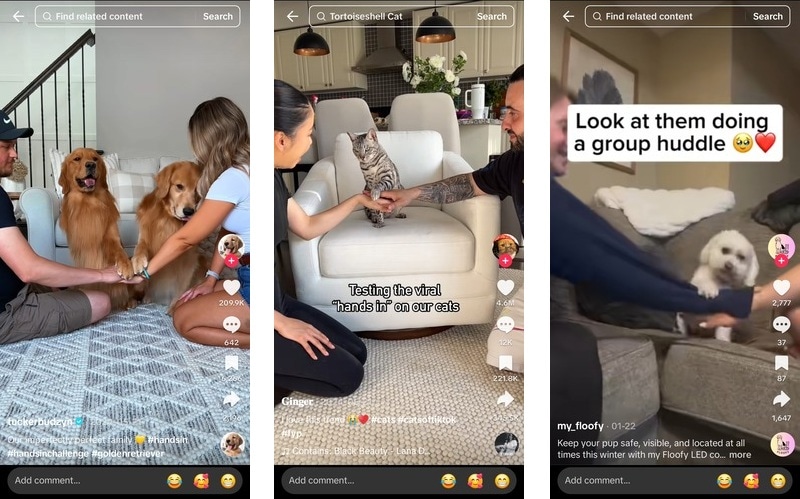 hands in challenge with your pet