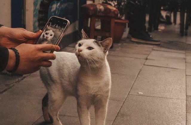 guide your pet and capture moments