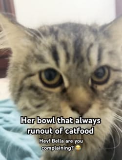 talking pet tiktok funny video