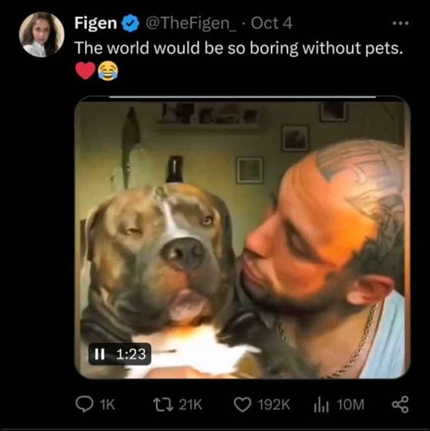 pet videos