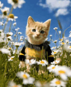 turn cat into a bee with ai
