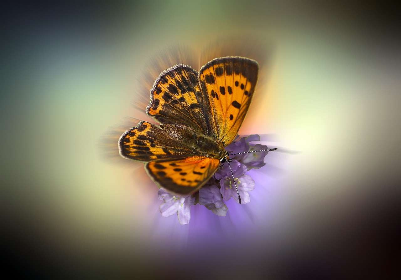 artistic vignette photo effect