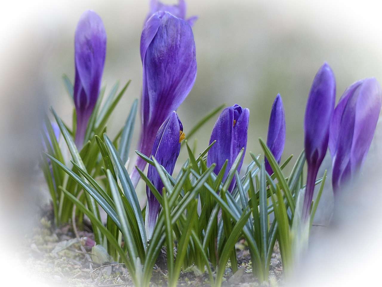 inverse vignette photo effect