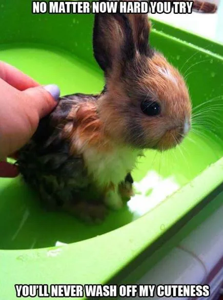 You will never wash off my cuteness