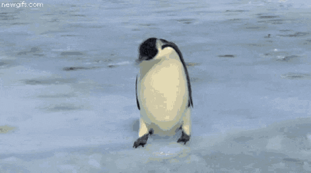 penguin gif