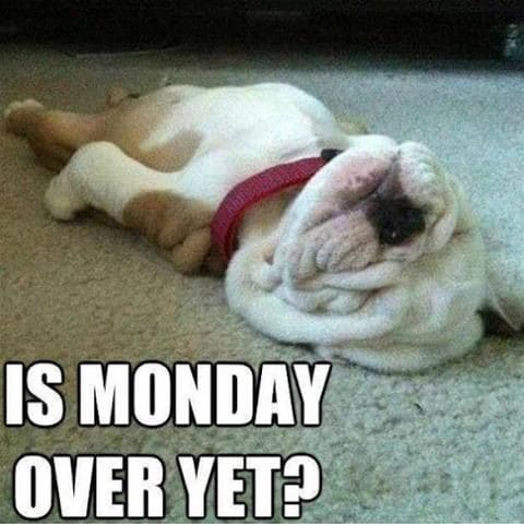 pug mood meme