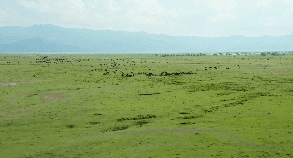 Enhance and Share Zoom In and Out Video Effects