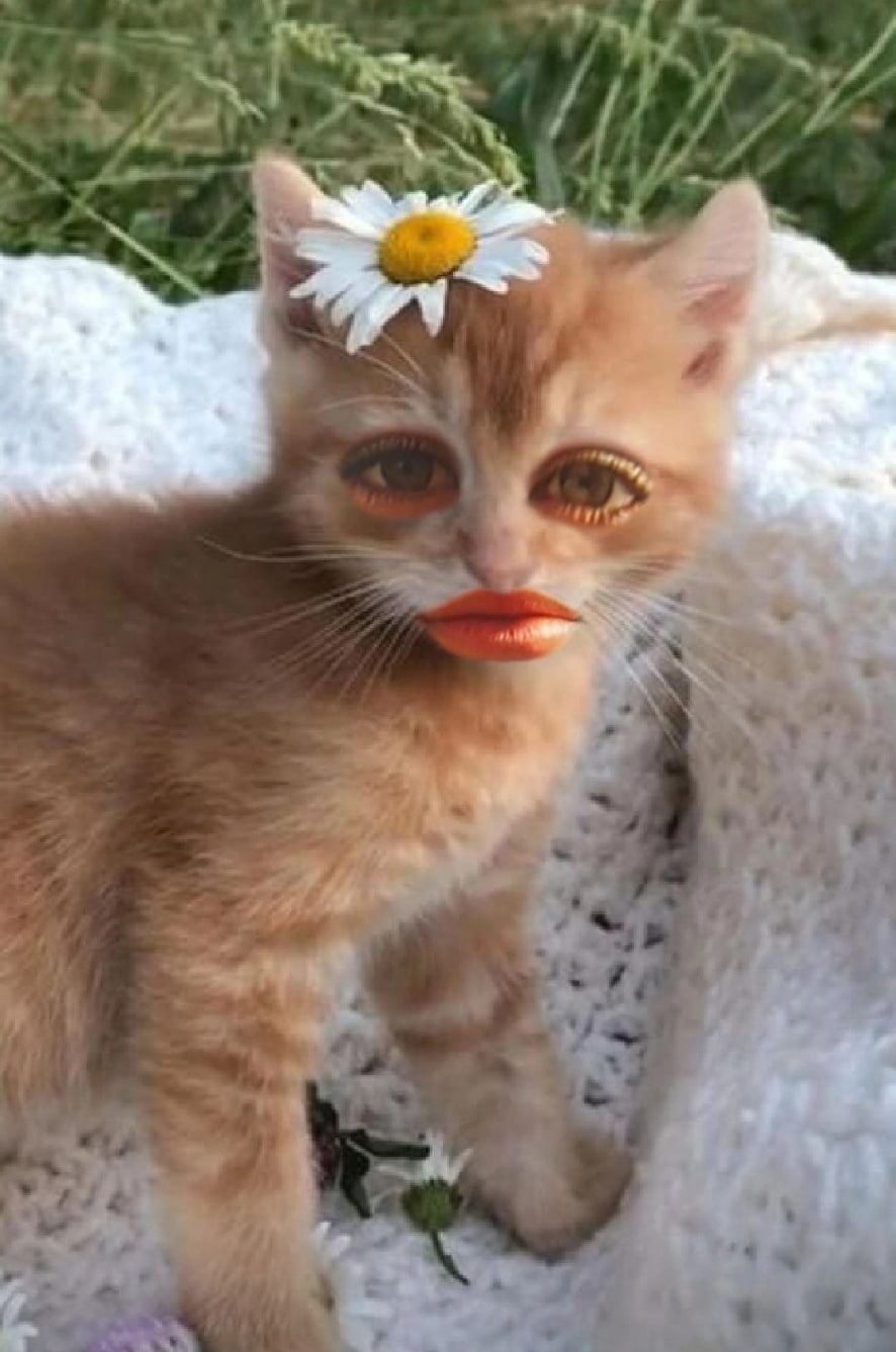 cat filter photo instagram result showcase