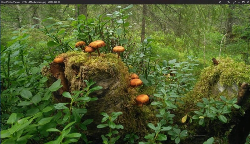 one photo viewer for windows