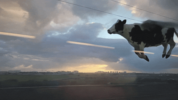 a flying cow appears