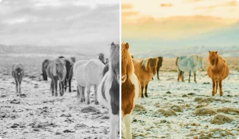 ai colorize in magix video pro
