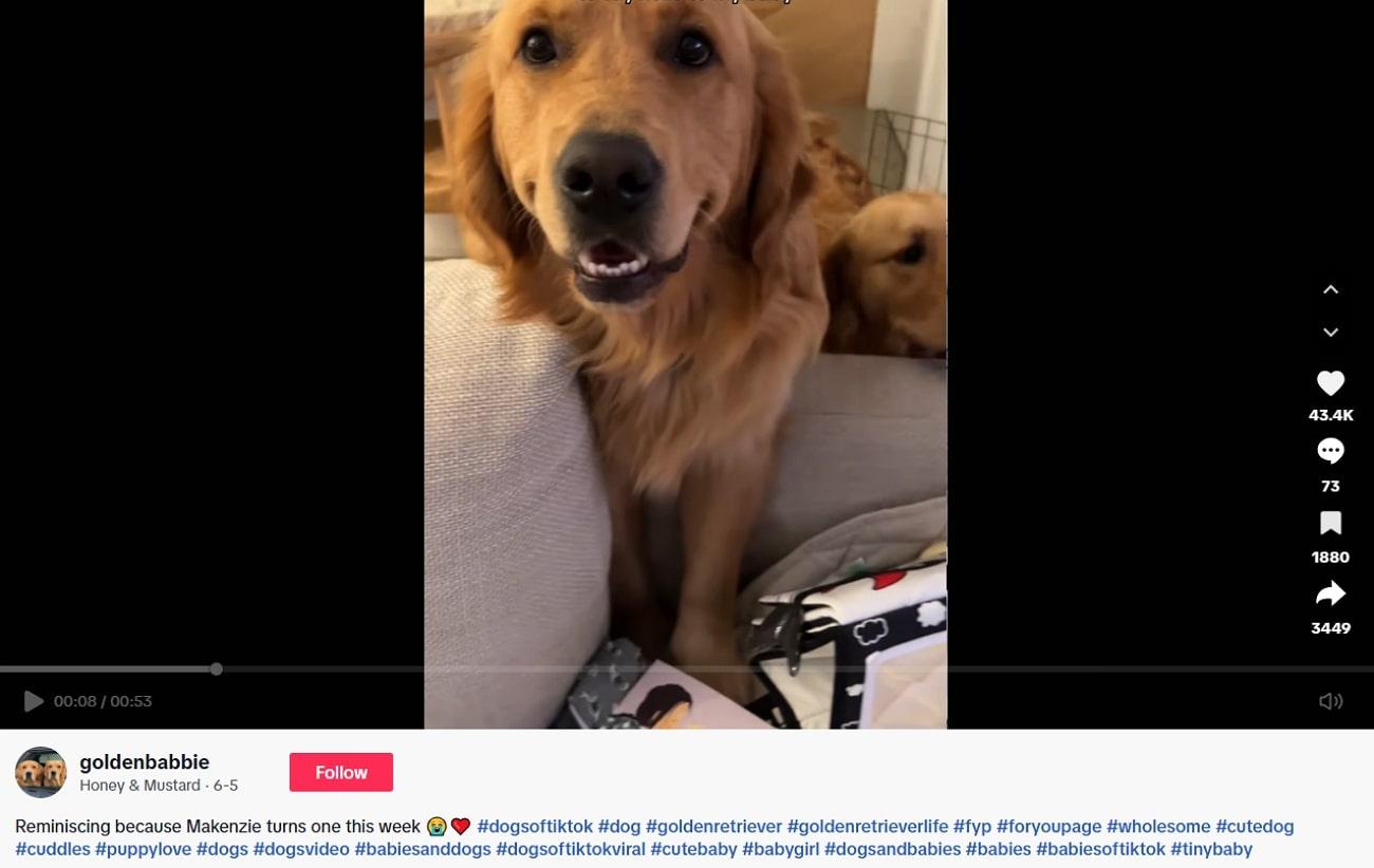 viral funny tiktok dog videos