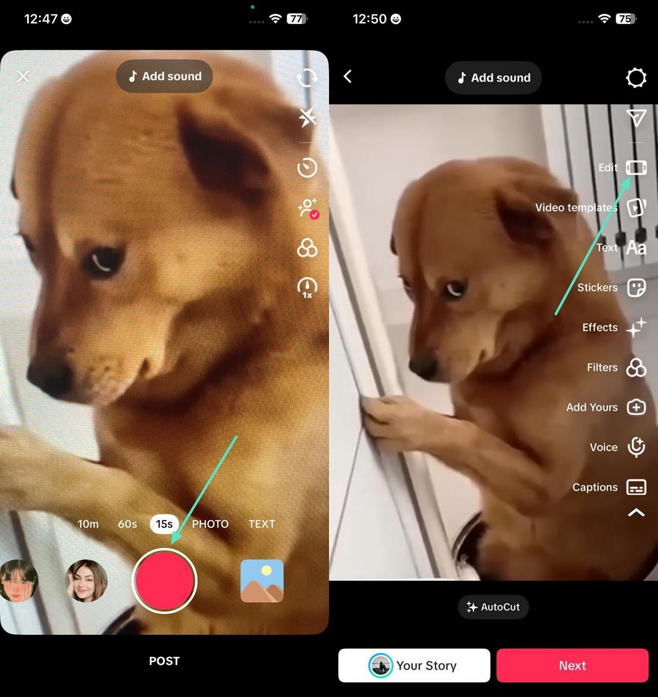 record and edit funny dog video