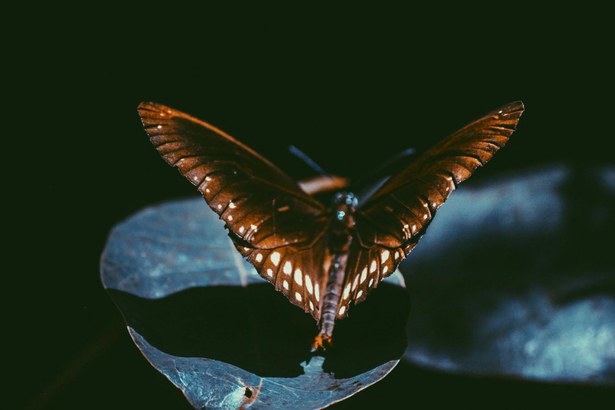image of butterfly with dark filter
