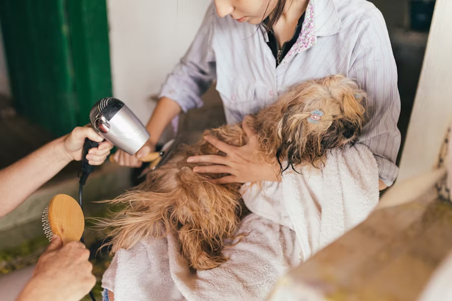 dog grooming videos