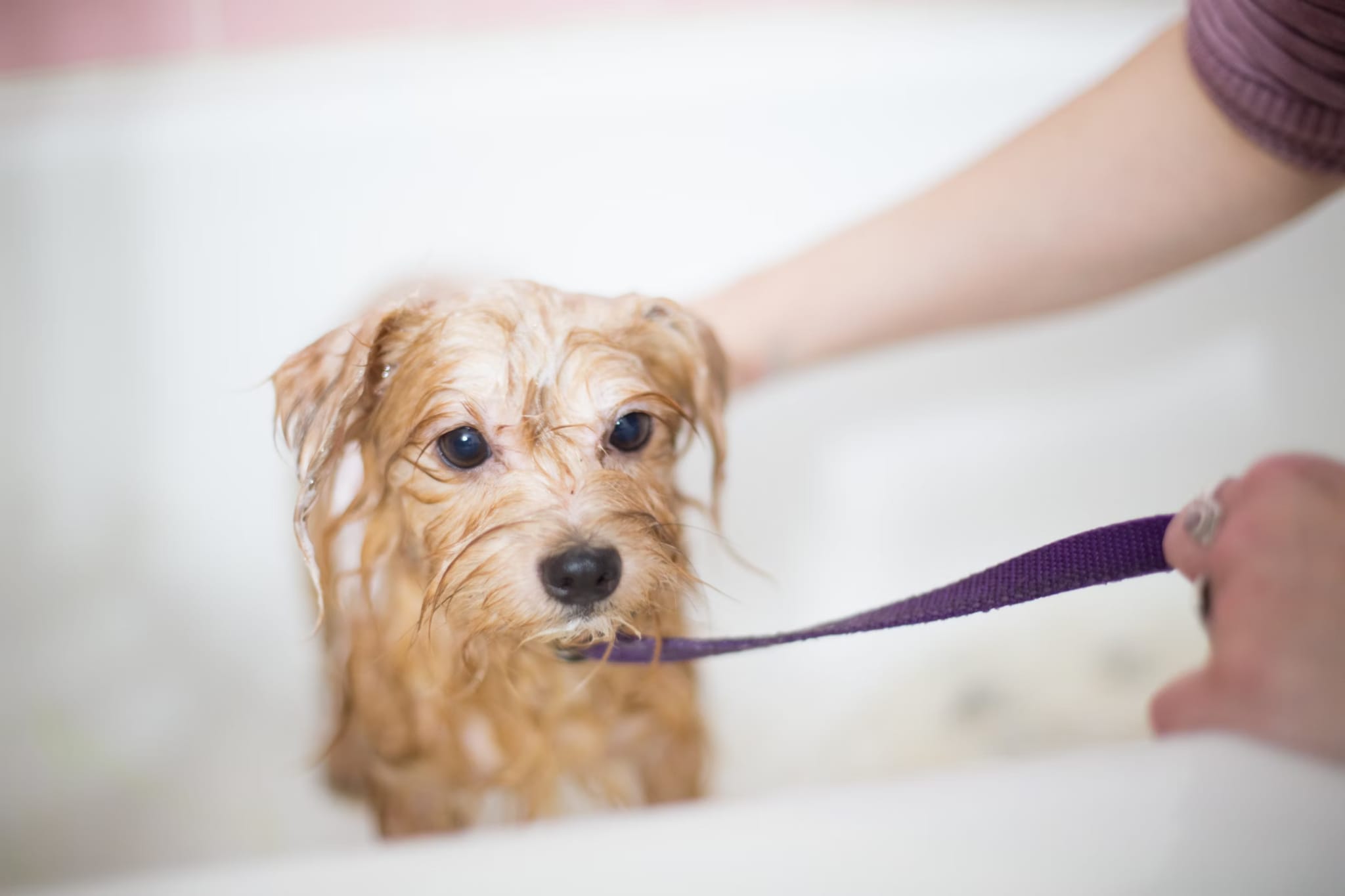 dog grooming video bath time