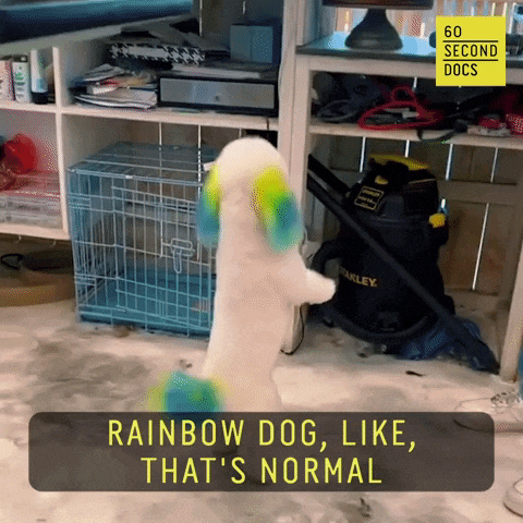 dog grooming video caption
