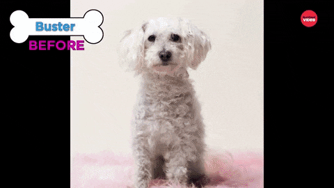 dog grooming video before after