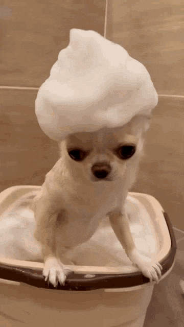 dog grooming video social media