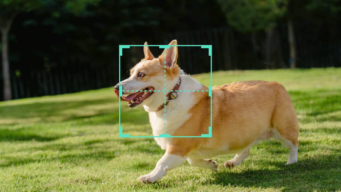 Pets, Products & Moving Objects