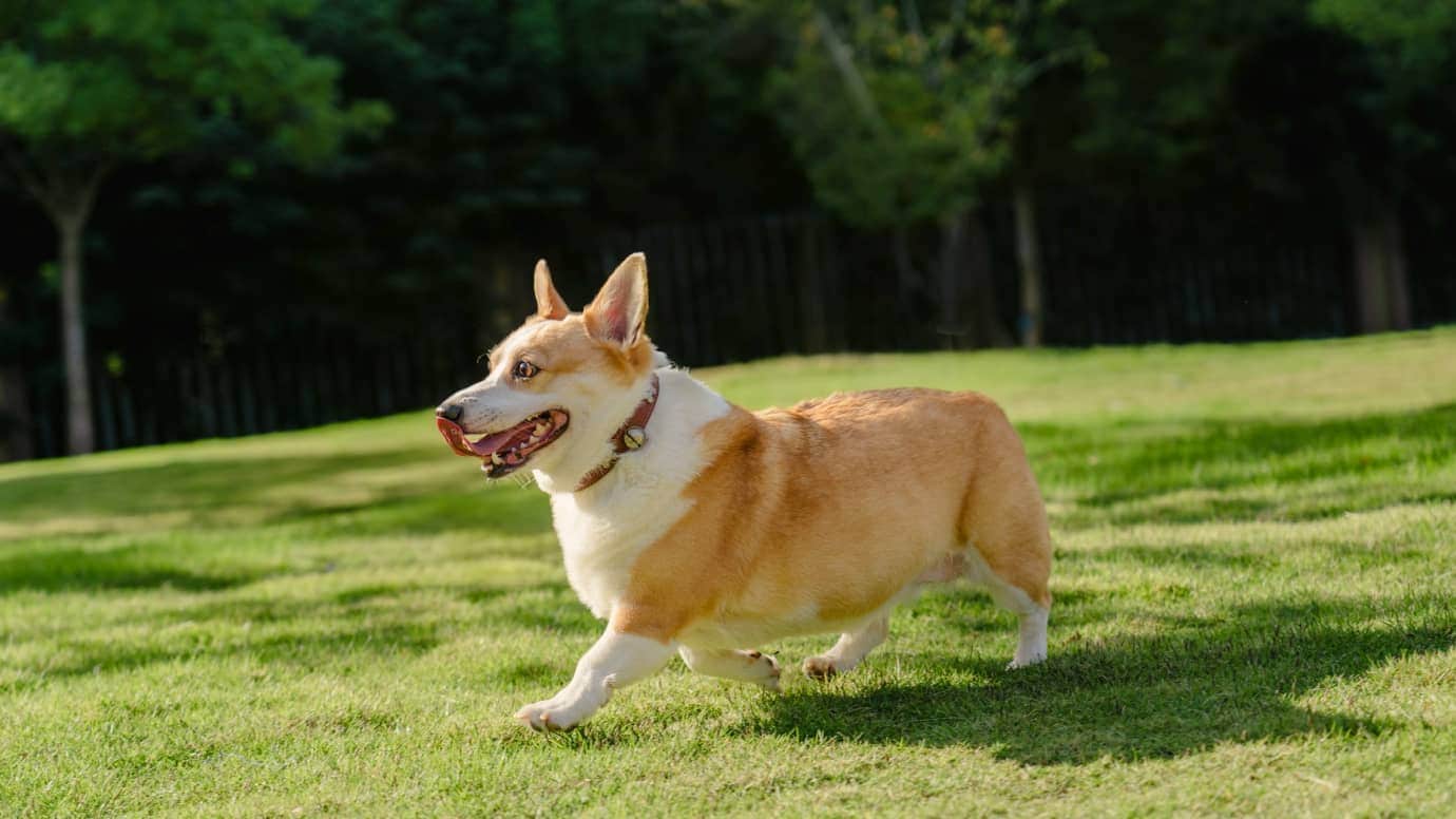 Pets, Products & Moving Objects
