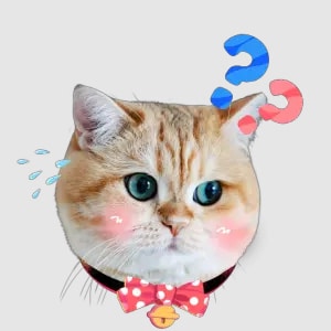 question cat animated sticker